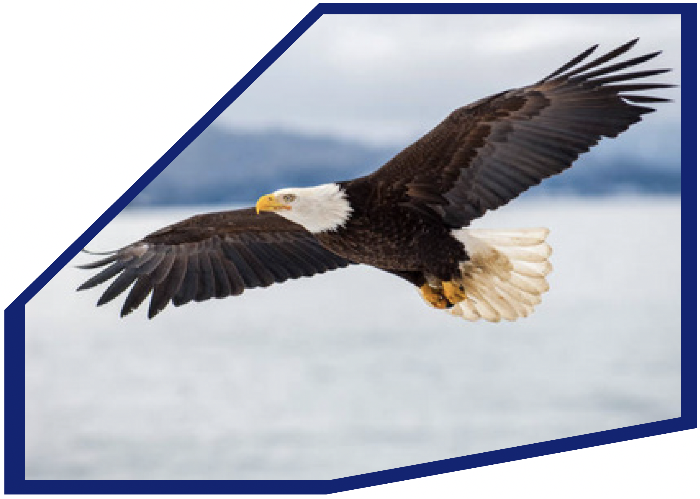 GVS-bird photo